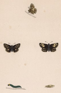 Бабочка толстоголовка мальвовая, или розоцветная, или чёрно-белая (лат. Papilio Malvae), её гусеница и куколка. History of British Butterflies Френсиса Морриса. Лондон, 1870, л.66