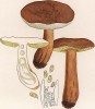Гиропорус каштановый, он же каштановый гриб, каштановик, заячий и песочный гриб, Boletus castaneus Bull. (лат.). Съедобен. Дж.Бресадола, Funghi mangerecci e velenosi, т.II, л.177. Тренто, 1933