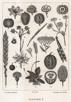 Семена, листья и корни различных растений (лист 2). Les Fleurs Animées par J.-J Grandville. Париж, 1847