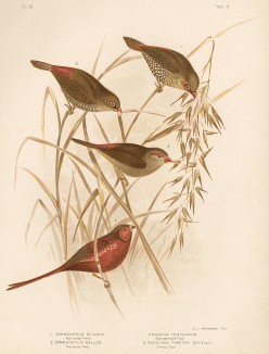 1.Красноухая очковая амадина, Zonaeginthus oculeus. 2.Огненнохвостая очковая амадина, Zonaeginthus bellus. 3.Краснобровый астрильд, Aegintha temporalis. 4.Рубиновый астрильд, Neochmia phaeton (лат.). The Birds of Australia... Т.V, л.III. Мельбурн, 1891