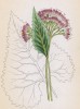 Аденостилес белолистный (Adenostyles leucophylla (лат.)) (лист 198 известной работы Йозефа Карла Вебера "Растения Альп", изданной в Мюнхене в 1872 году)