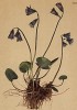 Сольданелла альпийская (Soldanella alpina (лат.)) (из Atlas der Alpenflora. Дрезден. 1897 год. Том IV. Лист 325)