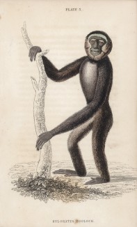 Hylobates Hoolock (лат.), или угле-чёрная обезьяна из семейства гиббоновых (лист 3 тома II "Библиотеки натуралиста" Вильяма Жардина, изданного в Эдинбурге в 1833 году)