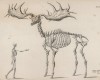 Реконструкция скелета ископаемого лося (Cervus giganteus (лат.)) (лист 8 тома XI "Библиотеки натуралиста" Вильяма Жардина, изданного в Эдинбурге в 1843 году)
