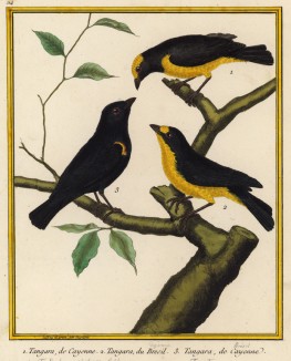 Различные танагры из Южной Америки (из Table des Planches Enluminées d'Histoire Naturelle de M. D'Aubenton (фр.). Утрехт. 1783 год (лист 114))