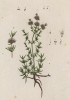 Мята болотная (Pulegium cervinum (лат.)) (лист 304 "Гербария" Элизабет Блеквелл, изданного в Нюрнберге в 1757 году)