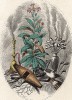 Табак и курительные принадлежности. Les Fleurs Animées par J.-J Grandville. Париж, 1847