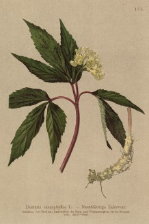 Зубянка девятилистная (Dentaria Enneaphyllos (лат.)) (из Atlas der Alpenflora. Дрезден. 1897 год. Том II. Лист 155)