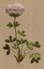 Клевер луговой (Trifolium Thalii (лат.)) (из Atlas der Alpenflora. Дрезден. 1897 год. Том III. Лист 240)
