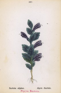 Бартсия альпийская (Bartsia alpina (лат.)) (лист 327 известной работы Йозефа Карла Вебера "Растения Альп", изданной в Мюнхене в 1872 году)