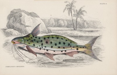 Зелёный пятнистый пимелодус (Pimelodus insignis (лат.)) (лист 6 XXXIX тома "Библиотеки натуралиста" Вильяма Жардина, изданного в Эдинбурге в 1860 году)
