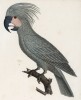 Ара серый (лист 10 иллюстраций к первому тому Histoire naturelle des perroquets Франсуа Левальяна. Изображения попугаев из этой работы считаются одними из красивейших в истории. Париж. 1801 год)