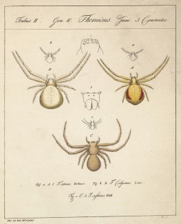 Крабовые пауки из рода Thomisus (лат.) (лист VI. 1 из Monographie der spinne... Нюрнберг. 1829 год (экземпляр № 26 из 100))