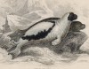 Гренландские тюлени (Phoсa Grenlandica (лат.)) (лист 19 тома VII "Библиотеки натуралиста" Вильяма Жардина, изданного в Эдинбурге в 1838 году)