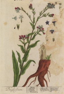 Воловий язык (Buglossum (лат.)) (лист 500 "Гербария" Элизабет Блеквелл, изданного в Нюрнберге в 1760 году)
