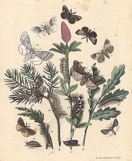 Бабочки-волнянки: кистехвостки и краснохвостки. "Книга бабочек" Фридриха Берге, Штутгарт, 1870. 