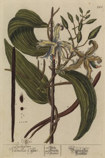 Ваниль (Vanilla (лат.)) — род многолетних лиан семейства орхидные, плоды (стручки) которых называются ваниль и используются как пряность. Названо от исп. vainilla — стручочек (лист 590 "Гербария" Э. Блеквелл, изданного в Нюрнберге в 1760 году)