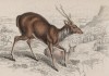 Длинногривый (гривистый) олень (rusa hippelaphus (лат.)) (лист 11 тома XI "Библиотеки натуралиста" Вильяма Жардина, изданного в Эдинбурге в 1843 году)