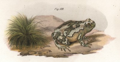Квакша Dryophites versicolor (лат.) (из Naturgeschichte der Amphibien in ihren Sämmtlichen hauptformen. Вена. 1864 год)