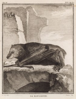 Крылан (лист III иллюстраций к четвёртому тому знаменитой "Естественной истории" графа де Бюффона, изданному в Париже в 1753 году)