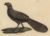 Шпорник из семейства куриные (лист из альбома литографий "Галерея птиц... королевского сада", изданного в Париже в 1825 году)