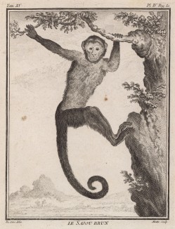 Бурый сажу из семейства цепкохвостые обезьяны (лист IV иллюстраций к пятнадцатому тому знаменитой "Естественной истории" графа де Бюффона, изданному в Париже в 1767 году)