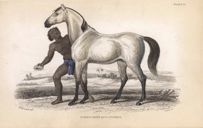 Белая африканская скаковая лошадь из региона Борну. Bornou white race of Africa (англ.). Вильям Жардин, "Библиотека натуралиста". Эдинбург, 1840