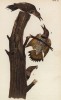 Дятел шилоклювый золотой (Colaptes auratus) 1. Самец 2. Самка (лист 22 известной работы Бенджамина Уоррена "Птицы Пенсильвании", иллюстрированной по мотивам оригиналов Джона Одюбона. США. 1890 год)