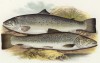 Рыба кижуч (иллюстрация к "Пресноводным рыбам Британии" -- одной из красивейших работ 70-х гг. XIX века, выполненных в технике хромолитографии)