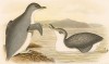 Малый пингвин, Eudyptula minor / Eudyptula undina (лат.). G.J.Broinowski. The Birds of Australia comprising three hundred full-pagе illustrations... Т.I, л.I. Мельбурн, 1890 