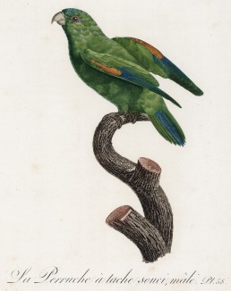 Зелёный короткохвостый попугайчик (лист 58 иллюстраций к первому тому Histoire naturelle des perroquets Франсуа Левальяна. Изображения попугаев из этой работы считаются одними из красивейших в истории. Париж. 1801 год)