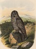 Лапландская бородатая неясыть в 1/3 натуральной величины (лист LX красивой работы Оскара фон Ризенталя "Хищные птицы Германии...", изданной в Касселе в 1894 году)