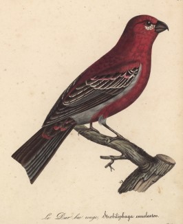 Красный клёст (лист из альбома литографий "Галерея птиц... королевского сада", изданного в Париже в 1822 году)