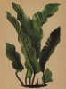 Асплениум сколопендровый (из Atlas der Alpenflora. Дрезден. 1897 год. Том I. Лист 8)