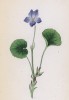 Фиалка болотная (Viola palustris (лат.)) (лист 74 известной работы Йозефа Карла Вебера "Растения Альп", изданной в Мюнхене в 1872 году)