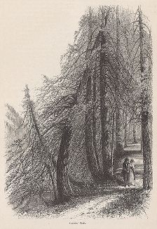 Аллея Влюблённых, окрестности водопадов Трентон, штат Нью-Йорк. Лист из издания "Picturesque America", т.I, Нью-Йорк, 1872.