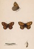 Бабочка мегера (лат. Papilio megera), её гусеница и куколка. History of British Butterflies Френсиса Морриса. Лондон, 1870, л.16