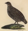 Перепел австралийский (лист из альбома литографий "Галерея птиц... королевского сада", изданного в Париже в 1825 году)