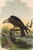 Чёрный коршун, или цыплятник, в 1/3 натуральной величины (лист VIII красивой работы Оскара фон Ризенталя "Хищные птицы Германии...", изданной в Касселе в 1894 году)