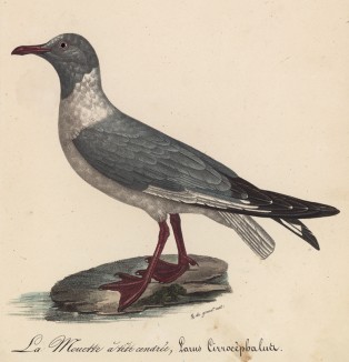 Чайка сероголовая (лист из альбома литографий "Галерея птиц... королевского сада", изданного в Париже в 1825 году)