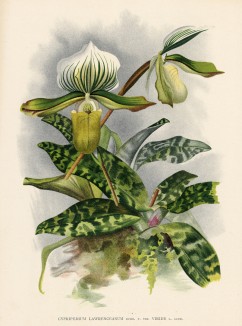 Орхидея CYPRIPEDUM LAWRENCEANUM (лат.) (лист DXLVI Lindenia Iconographie des Orchidées - обширнейшей в истории иконографии орхидей. Брюссель, 1897)