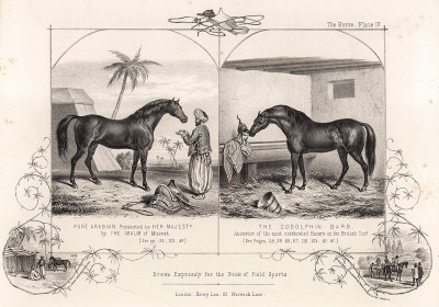 Чистокровная арабская лошадь, ппреподнесенная её величеству имамом Муската. Берберский конь. The Book of Field Sports and Library of Veterinary Knowledge. Лондон, 1864. 