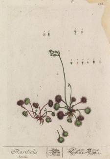Росянка (Drosera (лат.)) — род плотоядных растений семейства росянковые (лист 432 "Гербария" Элизабет Блеквелл, изданного в Нюрнберге в 1760 году)