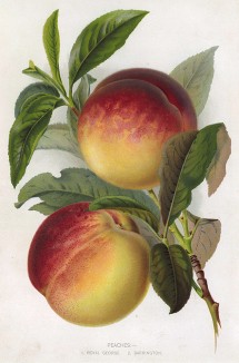 Спелые персики: Георг Королевский, Баррингтон (Peaches: Royal George, Barrington). The Gardener's Assistant. Лондон, 1900
