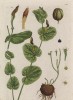 Пхиновник круглый, кирказон (лист 256 "Гербария" Элизабет Блеквелл, изданного в Нюрнберге в 1757 году)