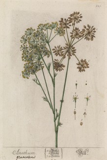 Укроп (Anethum (лат.)) (лист 545 "Гербария" Элизабет Блеквелл, изданного в Нюрнберге в 1760 году)
