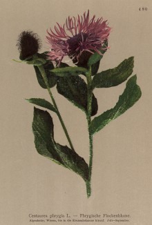 Василёк фригийский (Centaurea phrygia (лат.)) (из Atlas der Alpenflora. Дрезден. 1897 год. Том V. Лист 480)