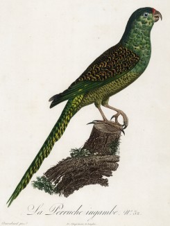 Зелёный пёстрый попугайчик (лист 32 иллюстраций к первому тому Histoire naturelle des perroquets Франсуа Левальяна. Изображения попугаев из этой работы считаются одними из красивейших в истории. Париж. 1801 год)