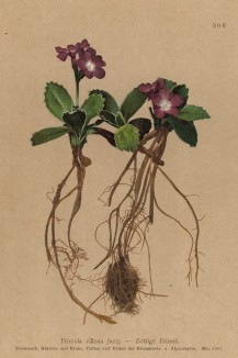 Примула мохнатая (Primula villosa (лат.)) (из Atlas der Alpenflora. Дрезден. 1897 год. Том IV. Лист 306)