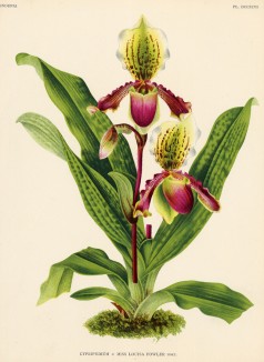 Орхидея CYPRIPEDIUM x MISS LOUISA FOWLER (лат.) (лист DCCXCVI Lindenia Iconographie des Orchidées - обширнейшей в истории иконографии орхидей. Брюссель, 1903)
